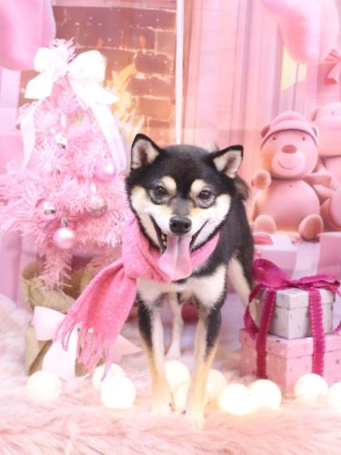 20241211ふうくん